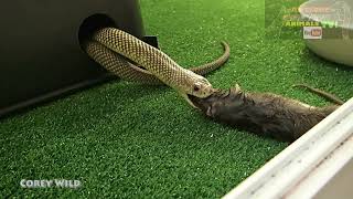 Venomous Snakes Feeding! #snakes #venomous #reptiles #wildlife #snakebite