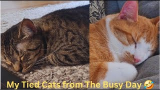 Why Do My Cats Act Like They Have 9 to 5 Job🤣Funny Cat Videos will Make you Laugh😂Watch till the End by Namira Taneem 🇨🇦 125 views 1 month ago 25 minutes