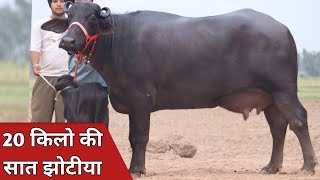 18 से 20 किलो की सात झोटियाँ, कांटे के तोल में बिक्री के लिए || Kaptan Dairy Farm (9053501000)