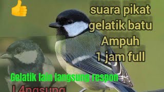 Suara mp3 gelatik batu pikat, ampuh gelatik lain langsung respon