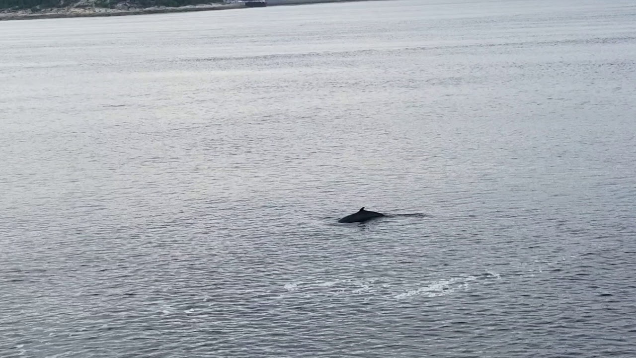 Whale watching at PointNoire, Baie Ste Catherine, Quebec YouTube
