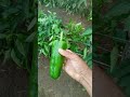 Pimentão tiberios
