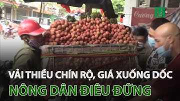 Vải thiều chín rộ, giá xuống dốc khiến nông dân điêu đứng | VTC14