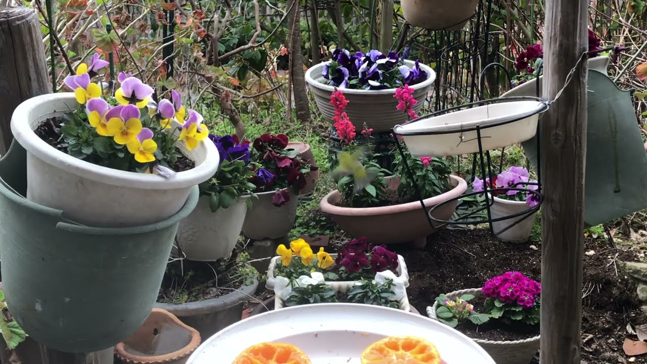 2026年2月20日今日のメジロくん