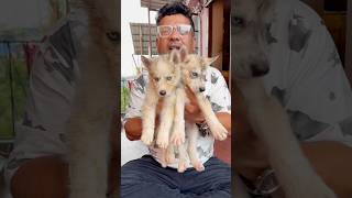 Cheapest Siberian Husky Male Puppies 🐶 #dogbreed #petshub