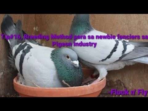 Video: Paano Mag-breed Ng Mga Pigeons