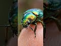 Beetle made from real gold? See why #beetle#buglife#macrophotography#insectphotography#naturemystery