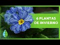 6 PLANTAS de INVIERNO con FLORES para el EXTERIOR 🌺🌿 (Resistentes al Frío)