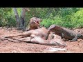 Incredible jaw power of komodo dragons when prey on deer