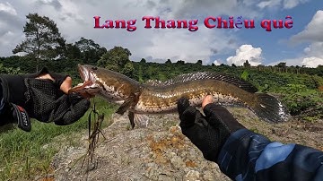Lure cá lóc chiều mưa | Tây Nguyên Vlog