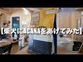 柴犬に高級ドッグフード【ACANA】をあげてみた