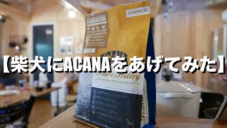 柴犬に高級ドッグフード【ACANA】をあげてみた