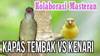 Kolaborasi Masteran Kapas Tembak Vs Kenari