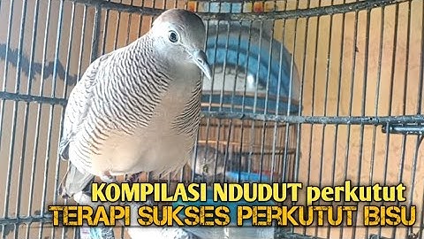 Perkutut Lokal GACOR suara Besar Ampuh memanggil Lawan EMOSI MANGGUNG PANCINGAN PERKUTUT LOKAL