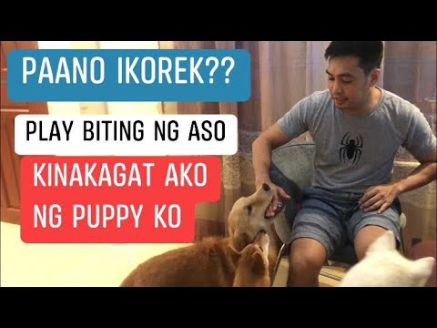 Video: Nangungunang Mga Tip Sa Pag-iwas Sa Bite Ng Aso