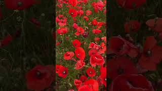 Red poppy: nature’s brilliance in frame #redpoppy #nature #flowers #trends