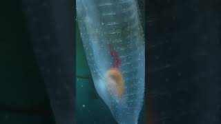 Omg Transparent Sea Creature,