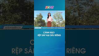 Rệp sáp bùng phát trên sầu riêng, nguy cơ gây thất thu diện rộng