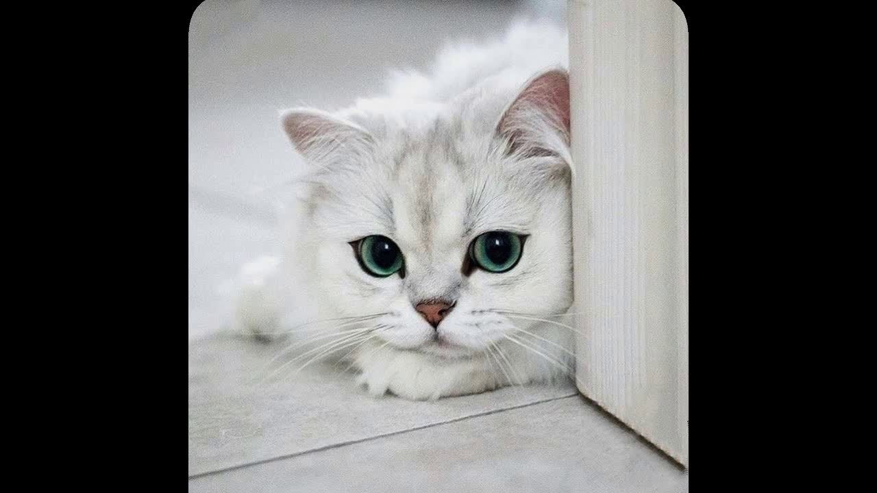 Totolino-Povestea ceasului desteptator-Povesti educative pentru copii