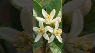 Nature's little moment growth of a plant #ai #video #artificialthings #korea #world
