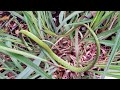 Bắt con rắn lục trong bụi cây sả | Catch a green snake in lemongrass bushes