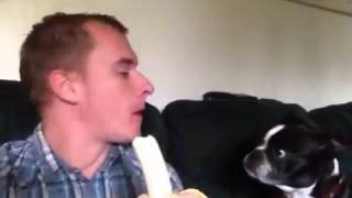 Dog Likes Bananas