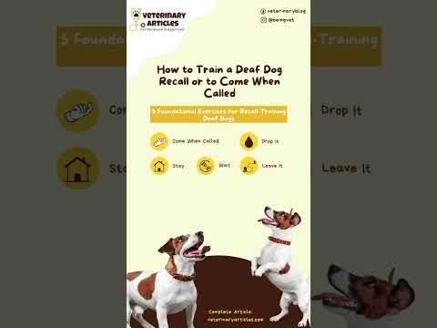Video: Come addestrare un richiamo di cani sordi o venire quando viene chiamato
