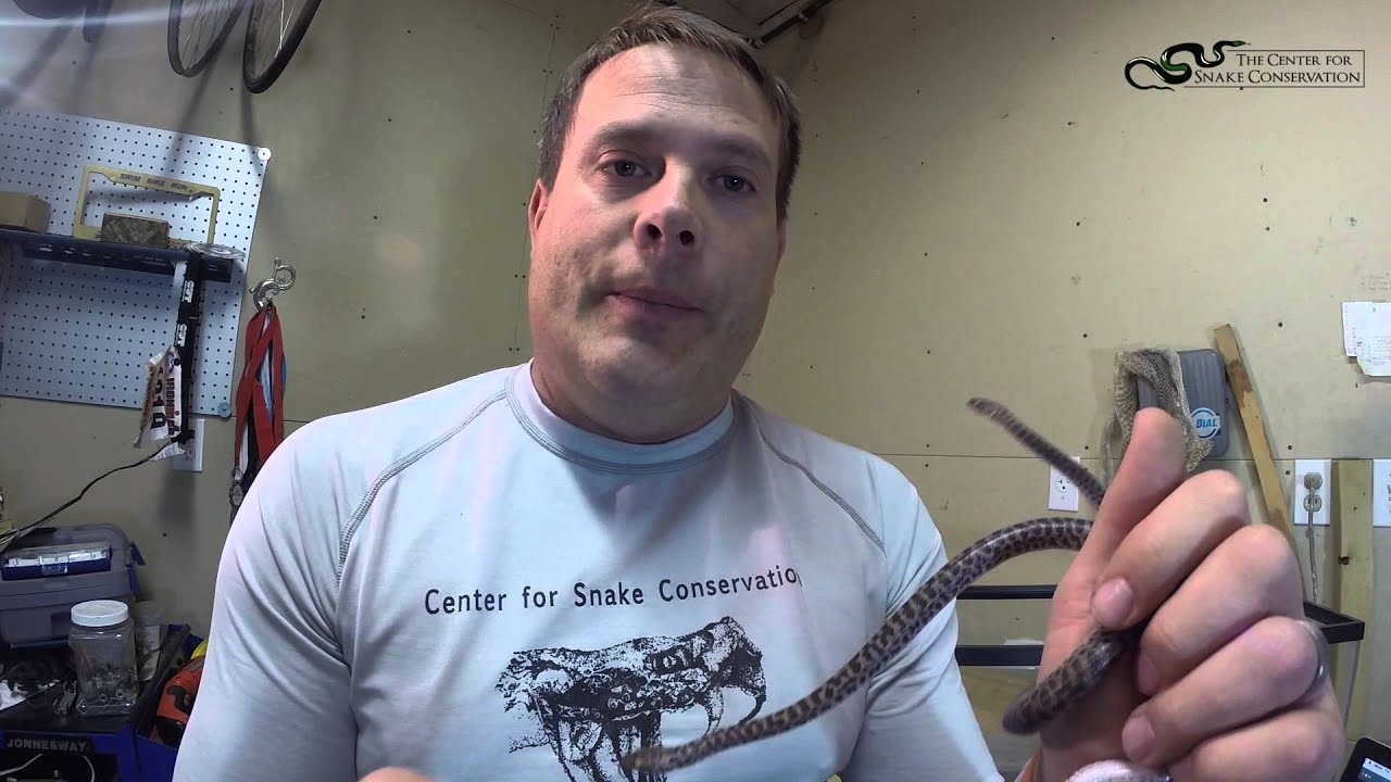 hemipenes python Snakespiration - Episode 3