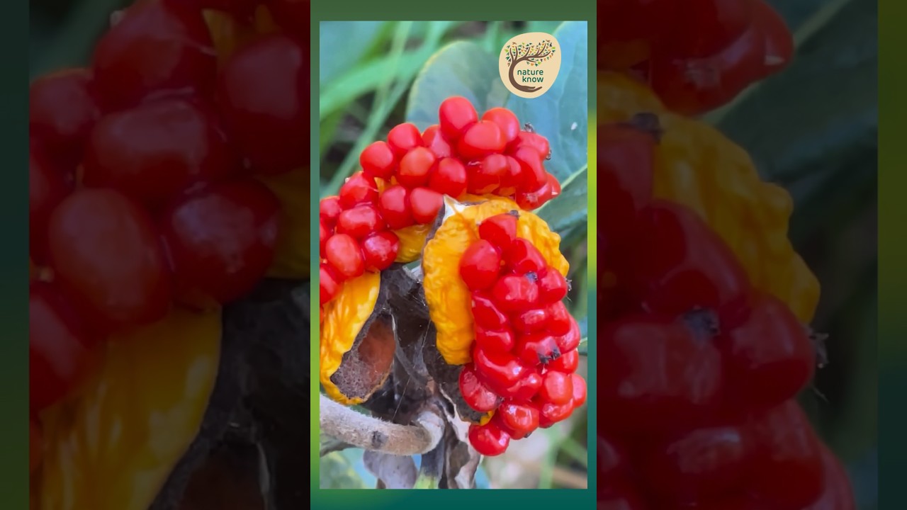 Nature's Glistening Jewels: Vibrant Orange Fruits of the Sweet Pittosporum - Yuin Country 