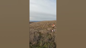 First point in the AM and we connect! #pheasanthunting #pointer #gsp #hunting #birdhunting #birddog