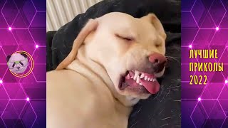 СМЕШНЫЕ животные 🐾 ЛУЧШИЕ ПРИКОЛЫ Март 2022 | FUNNY ANIMAL VIDEOS March 2022