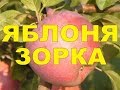 ЗОРКА - СЛАДКИЙ ИМАНТ - ОТ ПЕРВОГО ЛИЦА /// БЕЛАРУСКИЙ САД