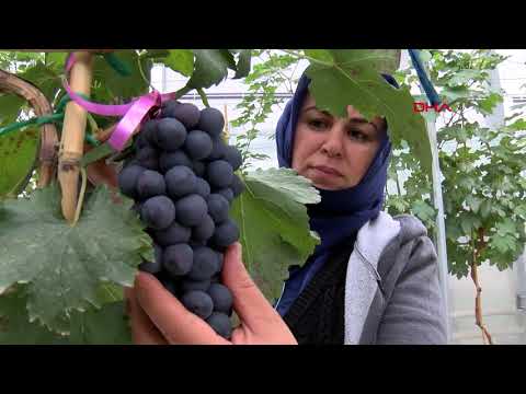 Video: Isıtılmamış Seralar Için üzüm çeşitlerinin özellikleri