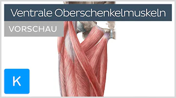 Wie heißt der Muskel unter dem Oberschenkel?