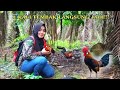 AYAM HUTAN KOKOK DI SAMPING PIKAT!!!langsung disambar