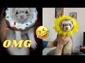 The Funniest FERRET video - Ferret Compilation - The CUTEST Ferret TikTok Compilation - Funny Pets.