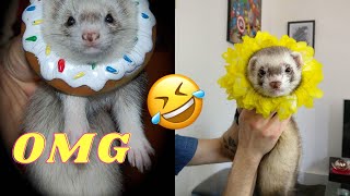 The Funniest FERRET video  Ferret Compilation  The CUTEST Ferret TikTok Compilation  Funny Pets.