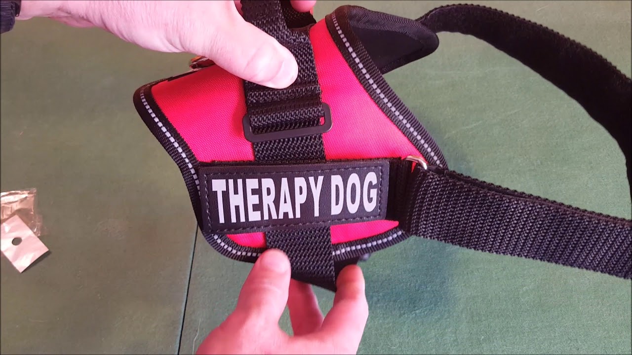 Doggie Stylz Therapy Dog Vest Review - YouTube