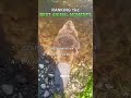 RANKING THE BEST ANIMALS MOMENTS