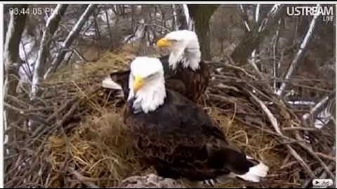 CAMERA TRAPS - Wildlife Caught on Camera!