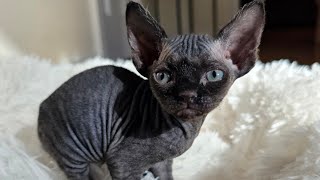 Devon Rex Kitten (Nexus 5 Weeks Old) by Yoko Kat 290 views 1 year ago 1 minute, 6 seconds