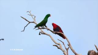 Eclectus Parrot pair (Iron Range), filmed in HD by C.N.Zdenek