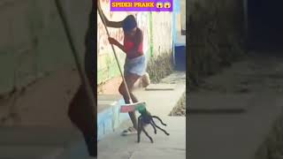 Huge Spider Prank