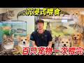 【硬核養寵】不僅僅是貓狗！實拍袋鼠與爬蟲的進食瞬間，這種養寵生活你敢想嗎？#animals #pets #搞笑 #大熱門 #王小怪
