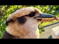 Birds go WILD in Australia!