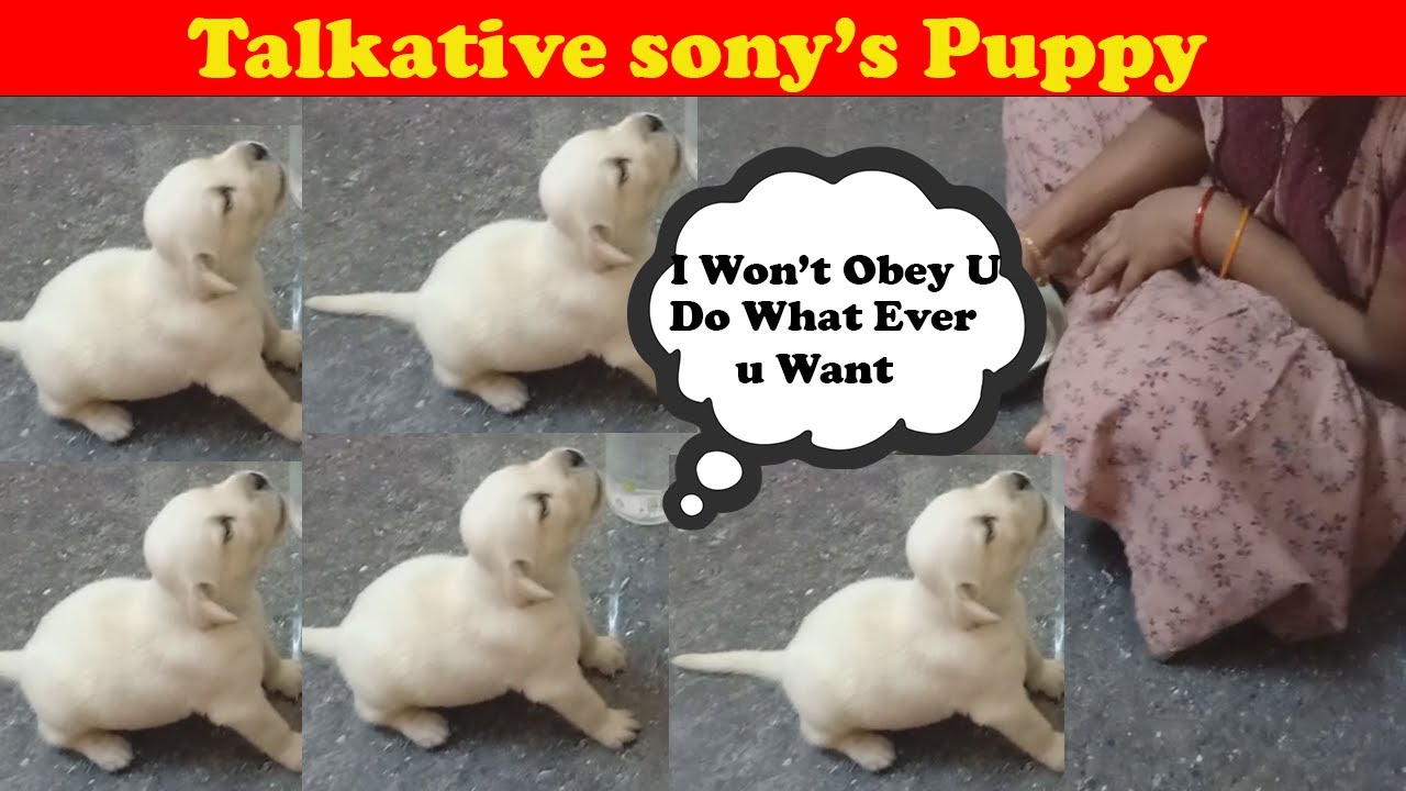 🐕Puppy Arguing🐕 | Doggy Life | #dog #puppy - YouTube