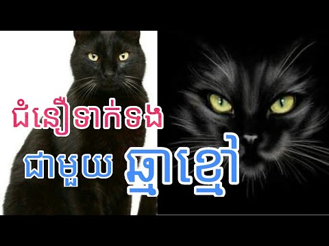Khmer believe about black cat , ជំនឿទាក់ទងជាមួយឆ្មាខ្មៅ