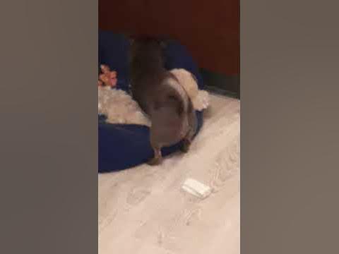 Собака(девочка) трахает игрушку собаки - YouTube