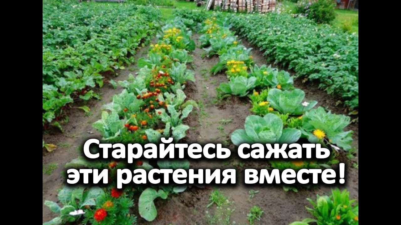 Старайтесь сажать эти растения вместе!