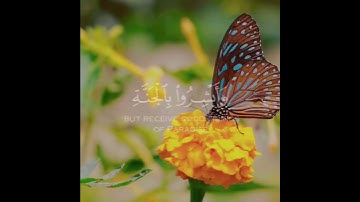 حالات واتس قرآن | إن الذين قالوا ربنا الله ثم استقاموا للشيخ خالد الجليل تلاوه خاشعه | من سورة فصلت